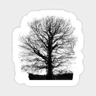 Tree in wintertime in black and white. Magnet