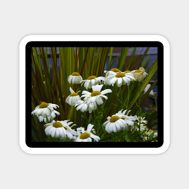 Daisies in The Garden Magnet by KarenZukArt