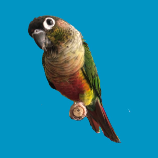 Green Cheek Conure Parrot Bird design, Love for birds by TatianaLG