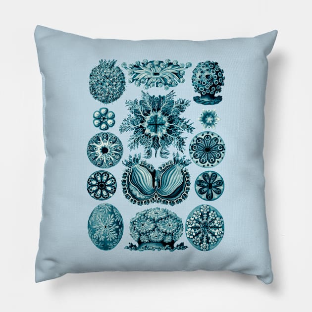 Ernst Haeckel Ascidiae Sea Squirts Teal Pillow by Scientistudio