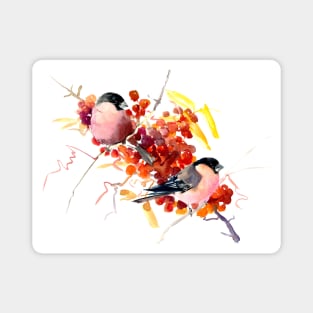 BUllfinch and the fall Magnet