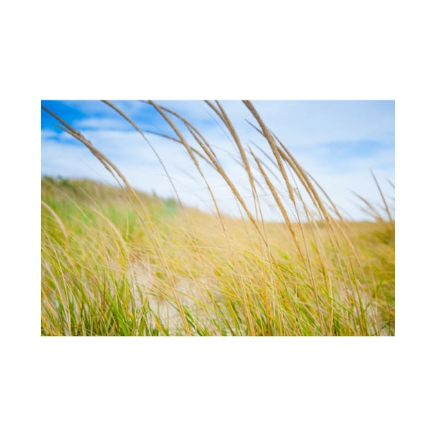 Abstract effect Marram grass blowing in wind.  imagine this on a  card or gracing your room as wall art fine art canvas or framed print on your wall by brians101