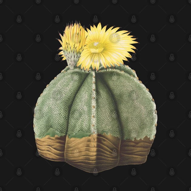 Bishop's Cap Cactus in bloom- Astrophytum Myriostigma by chimakingthings