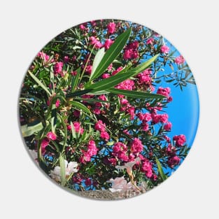 Pretty Pink Flowers Photography design with blue sky nature lovers Pin