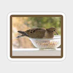 Mourning Dove No.5 Magnet