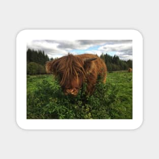 Scottish Highland Cattle Calf 2109 Magnet