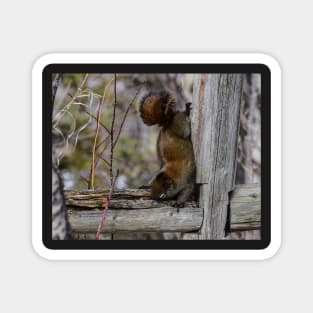 Red Squirrel. Magnet