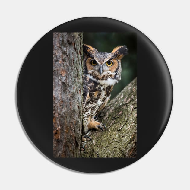 Great Horned Owl Peering Out Pin by dalekincaid