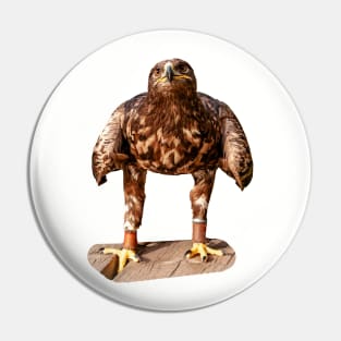 Falconers Eagle looking for food Pin