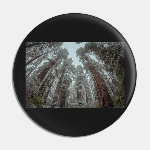 Snow in a Redwood Forest Pin by JeffreySchwartz