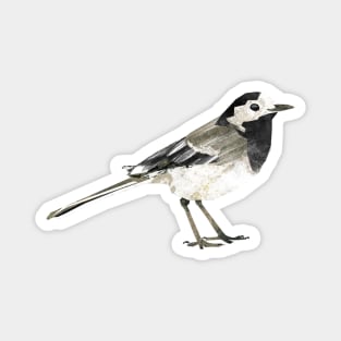 Pied wagtail Magnet