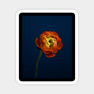 Orange Ranunculus Magnet