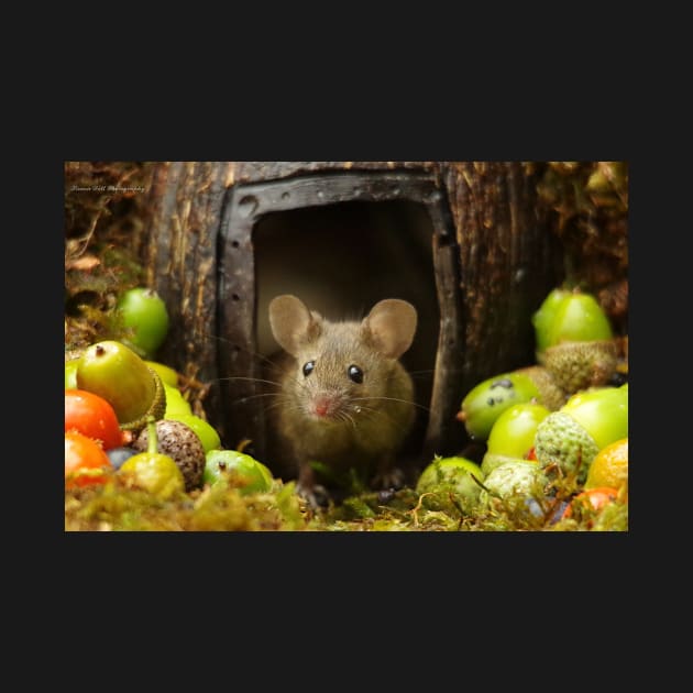 Wild  cute garden mouse by Simon-dell