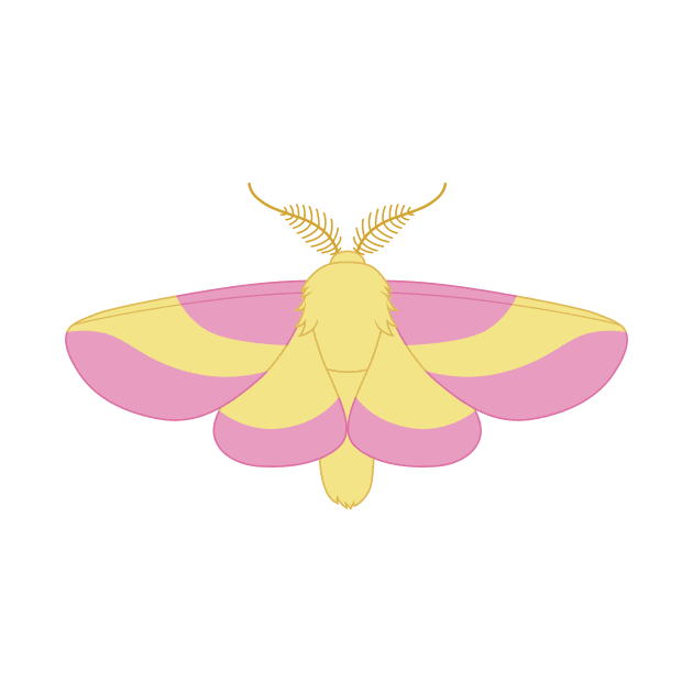 rosy maple moth by CloudyGlow