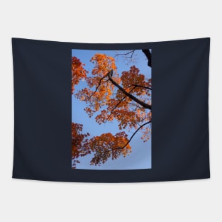 Fall colors Tapestry