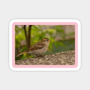 House Sparrow in Ljubljana, Slovenia Magnet