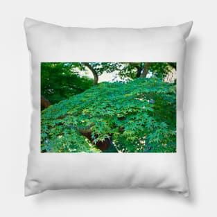 SF Japanese Tea Garden Study 15 Pillow