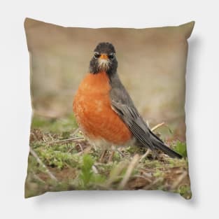 American Robin bird in an open field with out of focus foreground and background Pillow