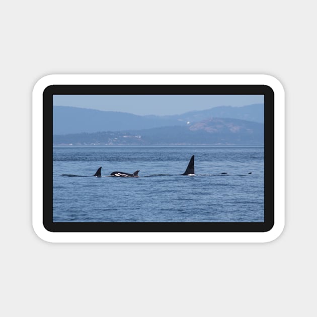 Orca Family Magnet by Jacquelie