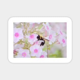 Bumblebee & Phlox Magnet