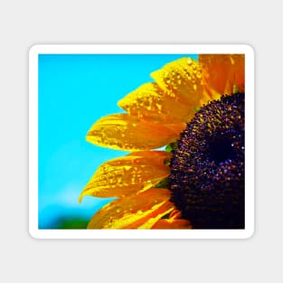 Sunflower Closeup Shot Magnet