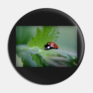 Ladybug on a leaf Pin