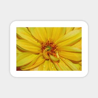 Yellow flower Magnet
