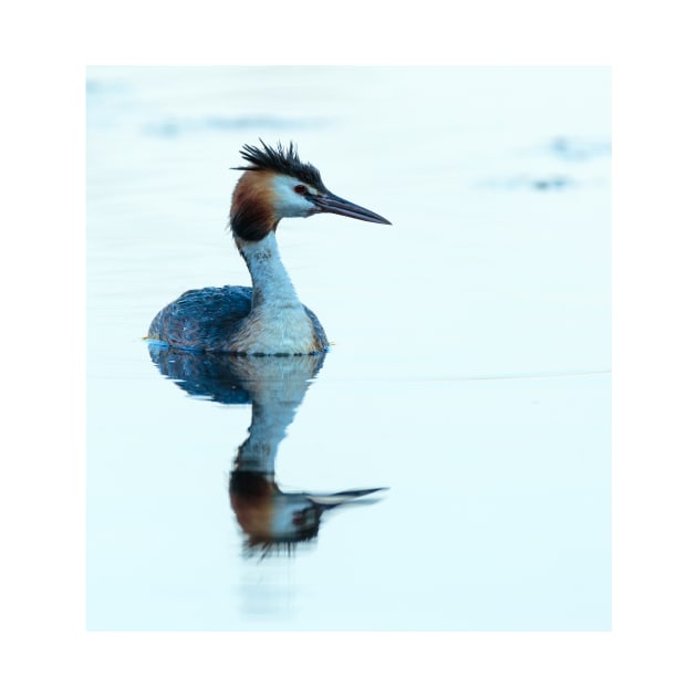 Great crested grebe swimming by naturalis