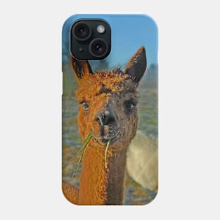 Alpaca Phone Case
