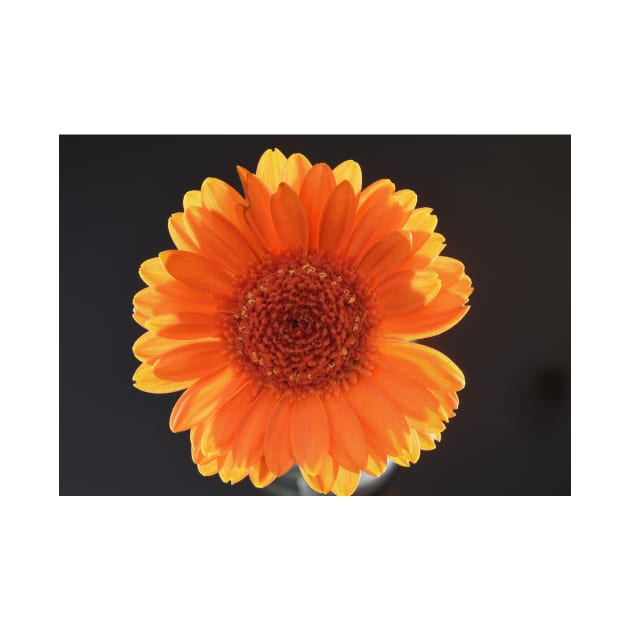 Orange gerbera in sunlight by goldyart