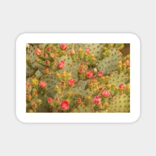 Sonoran Desert Prickly Pear Cactus Blossoms Magnet