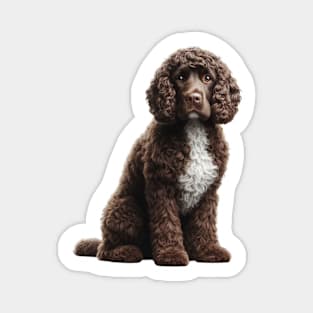 American Water Spaniel Magnet