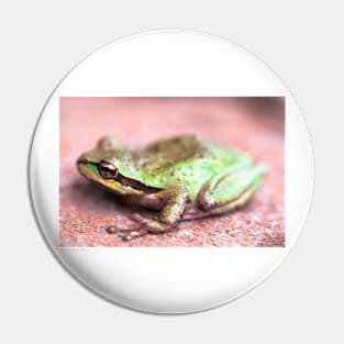 Sierran tree frog Pin