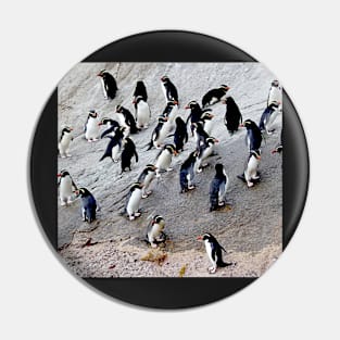 Snares Crested Penguins Pin