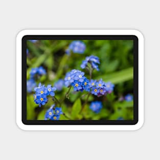 Forget-Me-Nots 1 Magnet