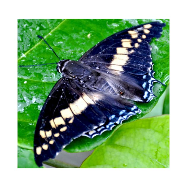 Checkered Lime Swallowtail Butterfly by Scubagirlamy