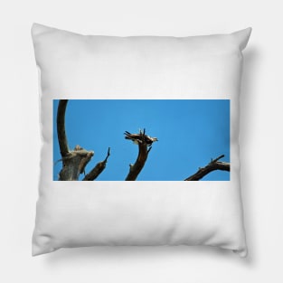 Osprey And Blue Sky Pillow