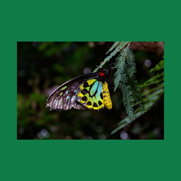 Cairns Birdwing Butterfly by Rob Johnson Photography