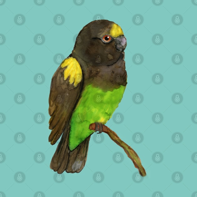 Meyer's parrot watercolor by Bwiselizzy