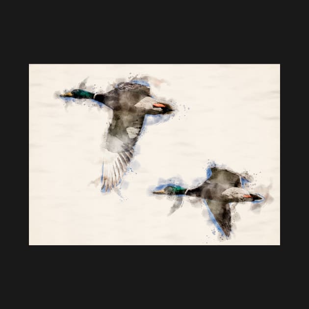 A Pair of Flying Mallard Ducks in Watercolor by jecphotography