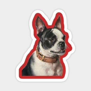 Cute Vintage Boston Terrier Dog with Collar Magnet