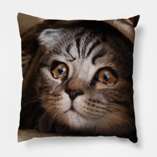 Sad Cat Crying Cat Cute Meme Pillow