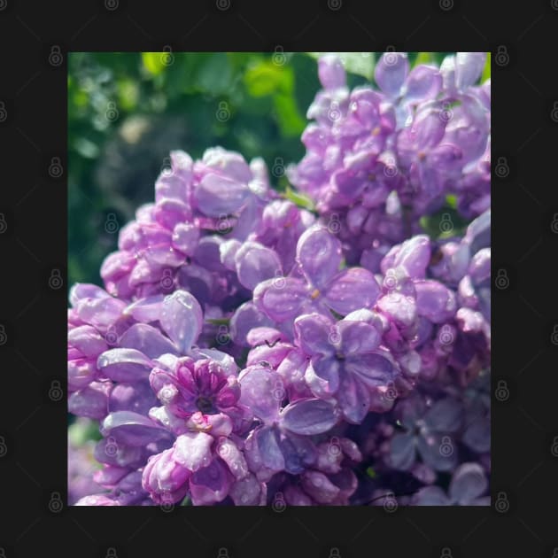 Sweet Purple Lilac in the Rain by Photomersion