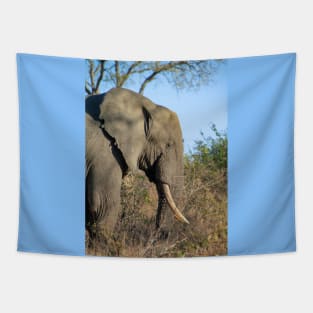 African Elephant Profile, Golden Hour Tapestry