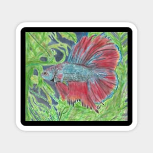 Betta fish Magnet