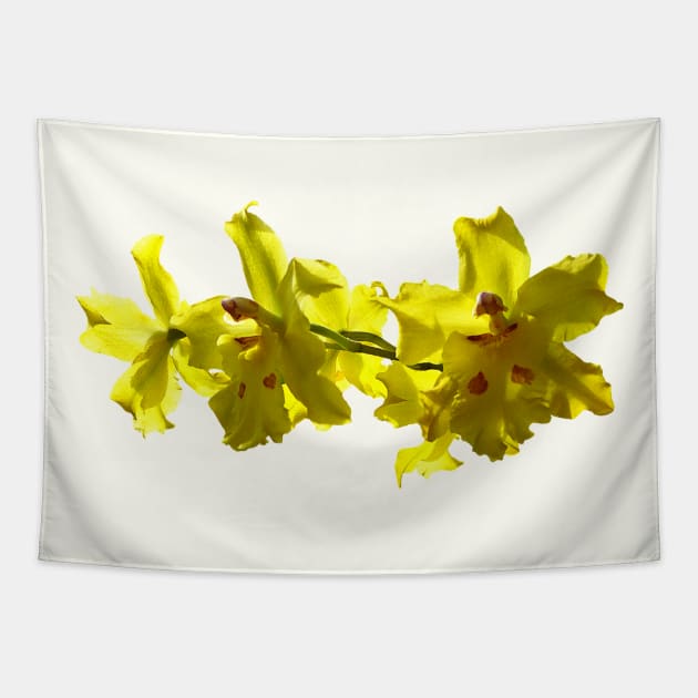 Backlit Yellow Orchids Tapestry by SusanSavad