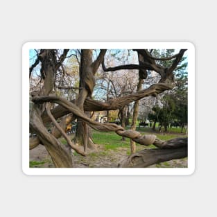 Bucharest Park Capture - Cismigiu Gardens Old Twisted Tree Magnet