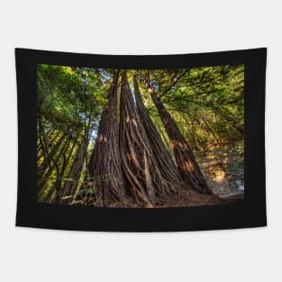 Armstrong National Park Redwoods Wall of Trees in the Forest Tapestry