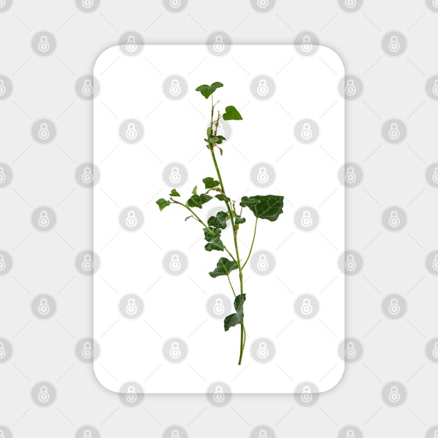 Ivy branch isolated on a white background Magnet by AnaMOMarques