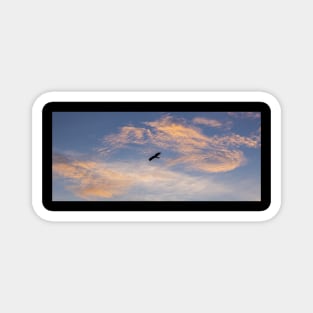 bird in the sky at sunset Magnet